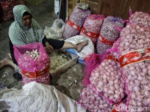 Kerja Keras Buruh Pengupas Bawang Putih