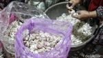 Kerja Keras Buruh Pengupas Bawang Putih