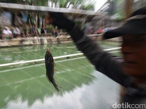 Heboh Pengelola Pemancingan di Gunungkidul Dipolisikan Usai Tangkap Maling Ikan