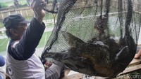 Pemilik kolam ikan mengaku menebar 46 kilogram ikan mas untuk empang yang menyediakan 46 kursi pemancingan ini.