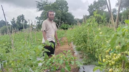 Dance Asanab saat berada di lahan tomatnya di RT 01, RW 01, Kelurahan Fatukoa, Kecamatan Maulafa, Kota Kupang, NTT. (Yufengki Bria/detikBali).