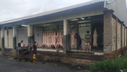 Proses pemotongan babi di Rumah Potong Hewan (RPH) Kota Denpasar beberapa waktu lalu. (Foto: Istimewa)