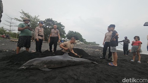 Seekor lumba-lumba mati dengan kondisi penuh luka terdampar di Pantai Watu Klotok, Klungkung, Bali, Minggu (25/2/2024) sore. (Foto: Putu Krista/detikBali).