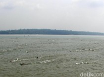 Serunya Lomba Renang Selat Madura di Surabaya