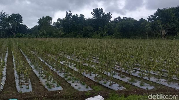 Dance Asanab saat berada di lahan tomatnya di RT 01, RW 01, Kelurahan Fatukoa, Kecamatan Maulafa, Kota Kupang, NTT. (Yufengki Bria/detikBali)