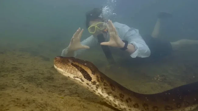 Anaconda Terbesar yang Pernah Ditemukan Beratnya Lebih dari Gorila