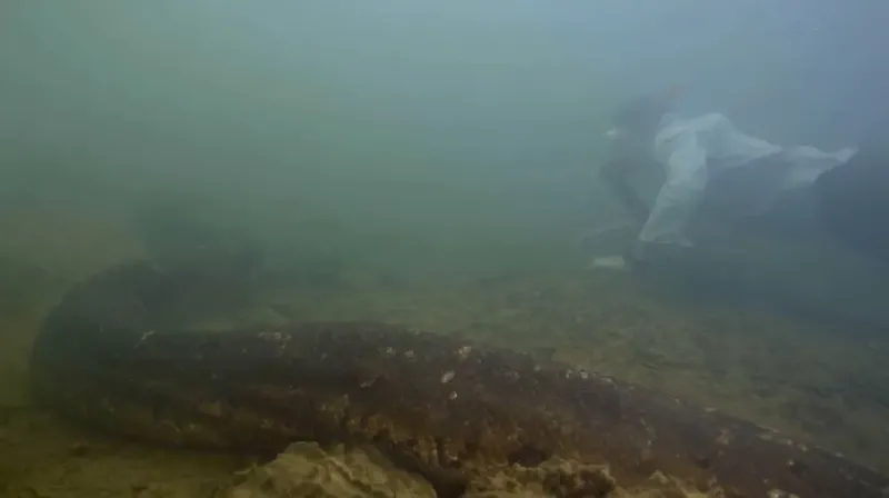 Ilmuwan berenang bareng anaconda raksasa