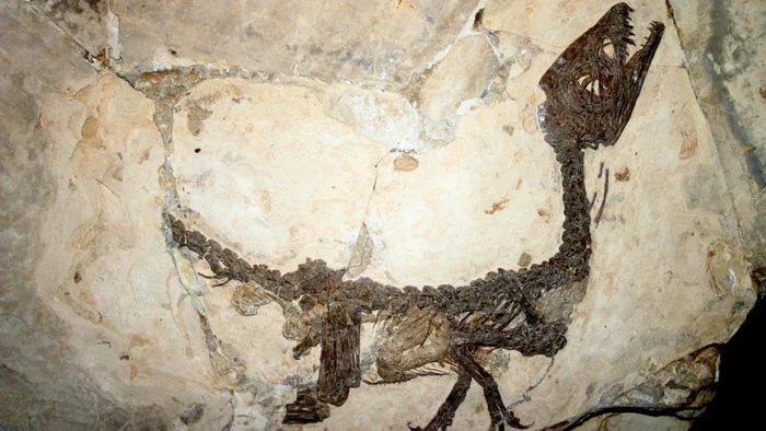 Fosil dinosaurus