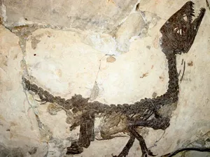 Bangkitnya Museum Nasional Brasil, Terima Ribuan Fosil