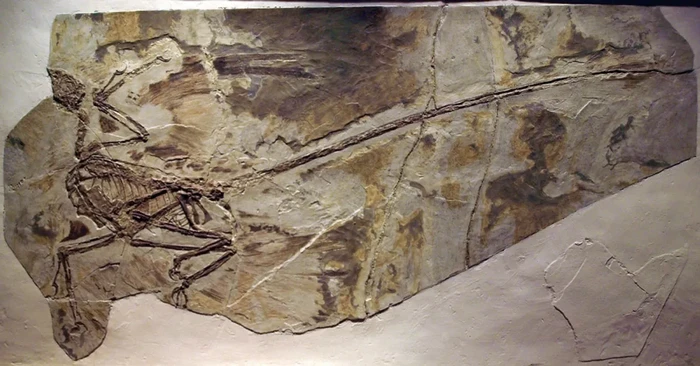 Fosil dinosaurus