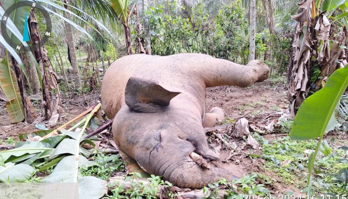 Gajah mati karena tersetrum di Pidie Jaya, Aceh. (Foto: Dok. BKSDA Aceh)