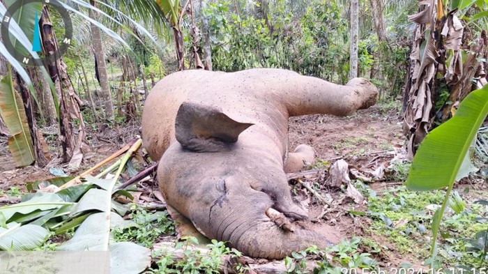 Gajah mati karena tersetrum di Pidie Jaya, Aceh. (Foto: Dok. BKSDA Aceh)