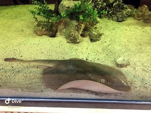 Seekor Ikan Pari Hamil Secara Misterius di Akuarium, Ilmuwan Temukan Bukti Ini