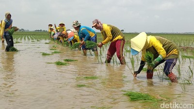 Melihat Kekompakan Pasukan Tandur di Lahan Sawah Indramayu
