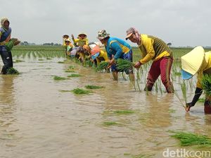 Melihat Kekompakan Pasukan Tandur di Lahan Sawah Indramayu