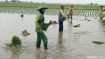 Melihat Kekompakan Pasukan Tandur di Lahan Sawah Indramayu