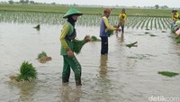 Tiga orang meladeni barisan petani yang fokus menancapkan setiap bibit tanaman padi. (Foto: Sudedi Rasmadi/detikJabar)
