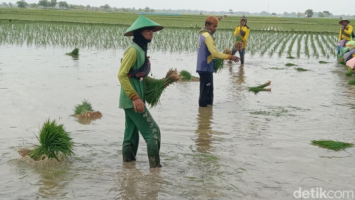 Pasukan Tandur di Indramayu Pasukan Tandur di Indramayu