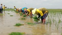 Barisan pasukan tandur tancapkan setiap bibit tanaman secara kompak. Mereka menanam dengan cara berjalan maju yang disesuaikan dengan garis benang kenca (tali tambang ukur) agar tanaman padi menjadi rapi. (Foto: Sudedi Rasmadi/detikJabar)