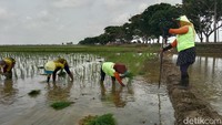 Dua orang petani bertugas memindahkan kenca atau tali tambang yang sudah diberi tanda jarak tanaman. Tugas ini bisa jadi komando untuk selama proses tandur. Sementara, tanda jarak pada tali tambang biasanya berukuran panjang sekitar 32 sentimeter. (Foto: Sudedi Rasmadi/detikJabar )