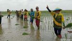 Melihat Kekompakan Pasukan Tandur di Lahan Sawah Indramayu
