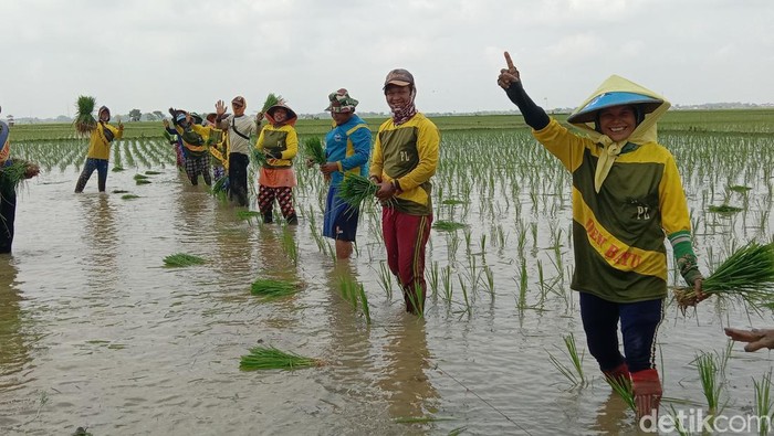 Pasukan Tandur di Indramayu