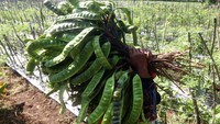 Panen petai bisa dilakukan dua kali dalam setahun. Sementara untuk harga, petai di dataran tinggi Kediri itu dijual Rp 100 ribu per ikat. 