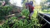 Pekerja menata petai ke dalam bak mobil saat panen di Desa Kebunrojo, Kediri, Jawa Timur, Minggu (25/2/2024).
