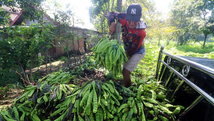 Pekerja membawa petai saat panen di Desa Kebunrojo, Kediri, Jawa Timur, Minggu (25/2/2024). Petai menjadi komoditas andalan pertanian dataran tinggi di wilayah tersebut karena tanpa memerlukan perawatan khusus dan mampu panen dua kali dalam setahun dengan harga jual Rp100 ribu per ikat isi 100 papan. ANTARA FOTO/Prasetia Fauzani/
