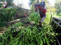 Melihat Panen Petai yang Jadi Andalan Komoditas di Dataran Tinggi Kediri