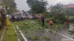 Hujan Es Disertai Angin Membuat Sejumlah Pohon Tumbang di Sidoarjo