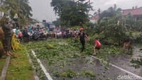 Satu lajur di Jalan Pahlawan yang mengarah ke GOR Delta sempat tertutup pohon tumbang.