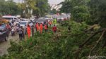Hujan Es Disertai Angin Membuat Sejumlah Pohon Tumbang di Sidoarjo