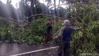 Sejumlah petugas langsung melakukan pemotongan pohon yang tumbang ditengah jalan.