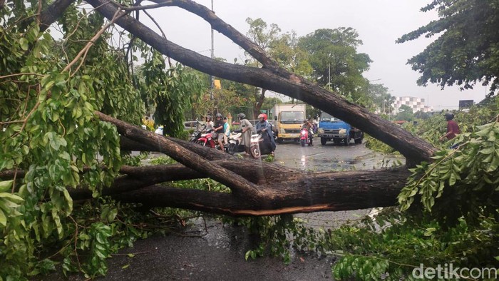 Hujan badai disertai hujan es, membuat sejumlah pohon di Sidoarjo tumbang, Senin (26/2/2024).