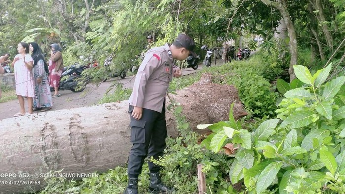 Pohon tumbang yang menewaskan bocah SD di Rembang, Senin (26/2/2024).