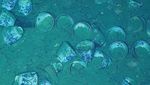 Potret Harta Karun Berusia Ratusan Tahun di Bawah Laut Kolombia