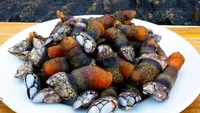 Gooseneck Barnacles atau teritip memang tampak seram dan aneh bentuknya. Tetapi ketika sudah mencicipi rasanya yang segar kamu akan tahu mengapa seafood ini dijual seharga Rp 1,3 juta per 450 gram. Foto: Chefs Pencil