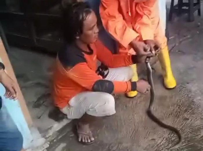 Seekor ular kobra Jawa dievakuasi relawan RCTD di Cawas, Klaten, Senin (26/2/2024) sore.