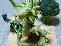 Keren Parah! Foto Ukiran dari Sayur dan Buah Bikin Terperangah