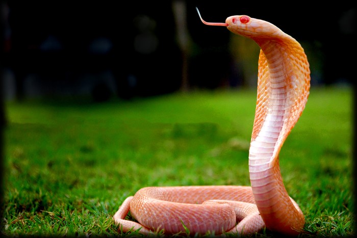 Ular kobra albino