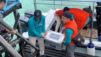 Dalam kunjungan ke Pulau Maratua ini, BI membawa uang baru senilai Rp 171,8 juta. Pulau Maratua menjadi destinasi ke-3 dari total 5 destinasi agenda ERB yang dilangsungkan dari tanggal 24-28 Februari 2024 - Foto: detikcom/Shafira Cendra Arini