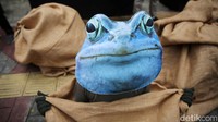 Mereka juga melakukan aksi teatrikal yang menggambarkan kodok sedang dimasukkan ke karung.