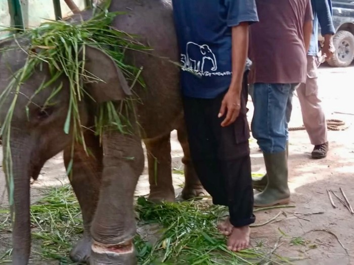 Anak gajah TNWK terluka setelah terjerat ranjau pemburu liar.