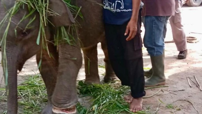 Anak gajah TNWK terluka setelah terjerat ranjau pemburu liar.