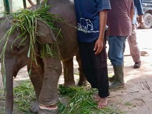 Kaki Anak Gajah di TN Way Kambas Terjerat Ranjau Pemburu Liar