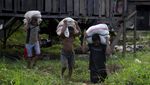Potret Penambang Berburu Emas di Tanah Obi