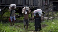 Kadangkala para penambang berada di dalam lubang tersebut selama dua hari untuk memahat dinding tanah yang mengandung emas dan mereka mampu mengumpulkan 170 karung hingga 500 karung material batu. 