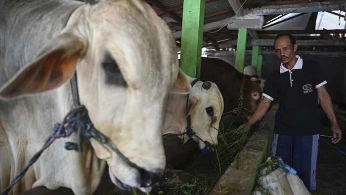 Seorang peternak memeriksa tangki biogas yang berasal dari limbah kotoran sapi di Jakarta, Selasa (27/22024). Sebanyak tujuh rumah warga di sekitar peternakan sapi tersebut memanfaatkan limbah kotoran ternak untuk menjadi energi biogas dalam kehidupan sehari-hari. ANTARA FOTO/Erlangga Bregas Prakoso/rwa.