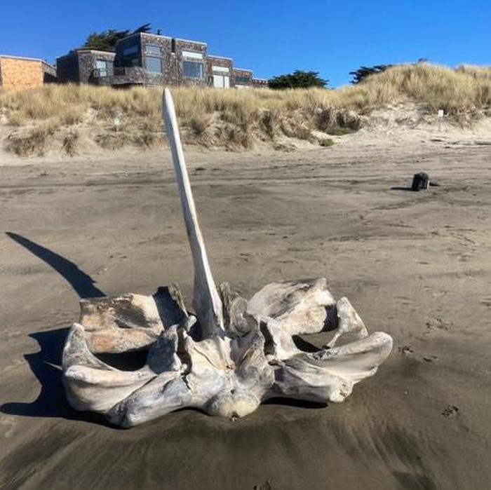 Kerangka paus di Pantai California
